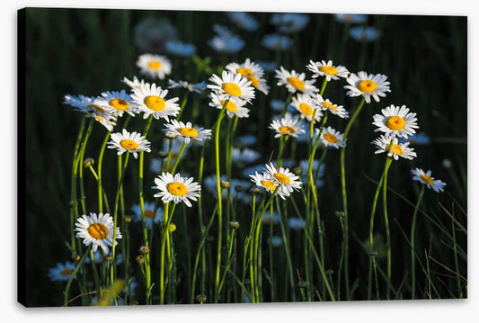 Meadows