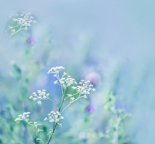 Meadows