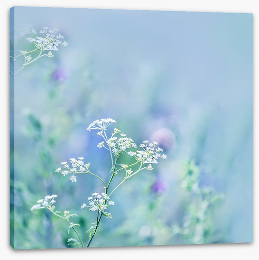 Meadows