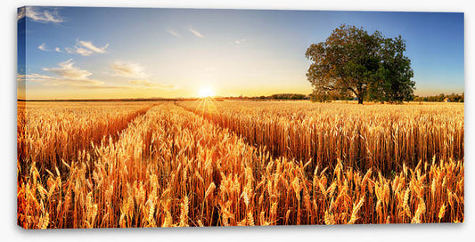 Way through the wheat