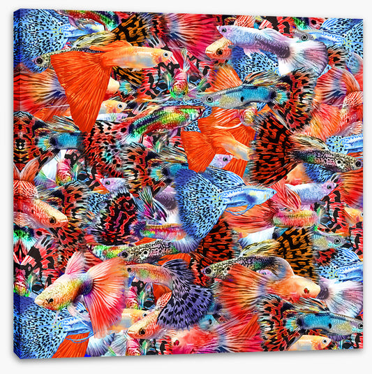 Plenty more fish II