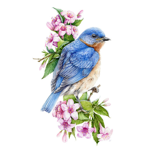 Birds