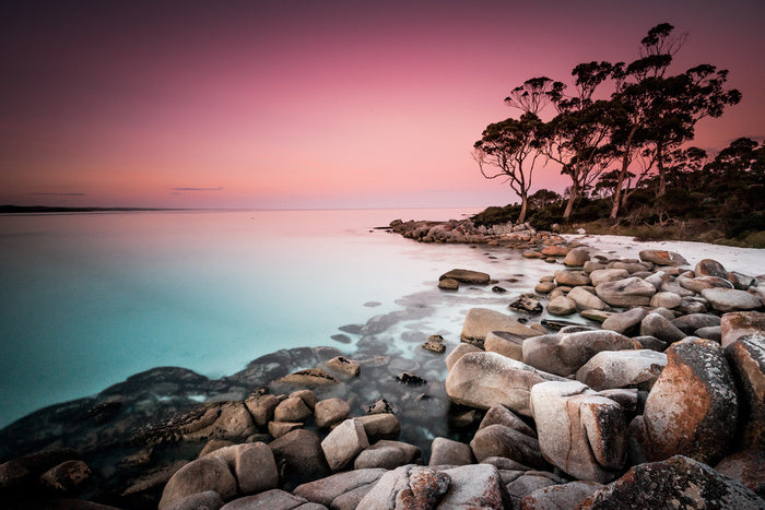 Blush from the bay