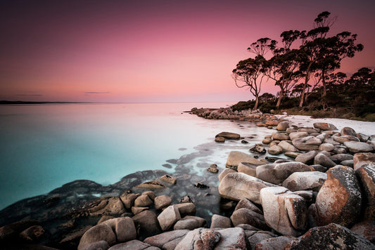 Blush from the bay