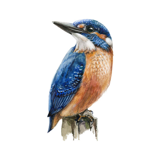 The kingfisher perch