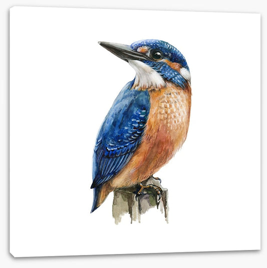 The kingfisher perch