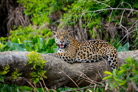 Jaguar of the jungle