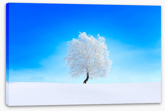 Snowy tree sky
