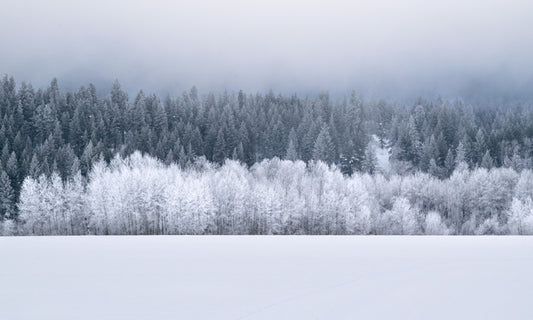 Forests