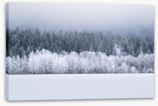 Forests