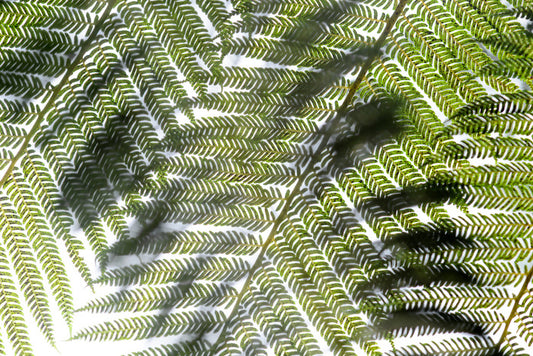 Leaves