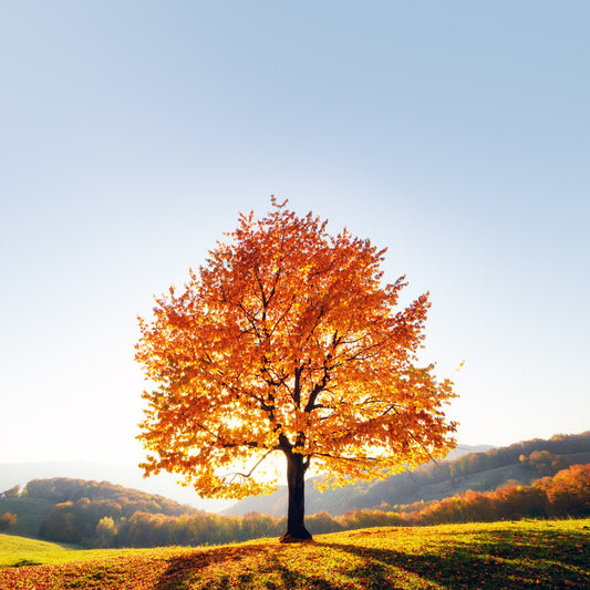Beauty and the beech