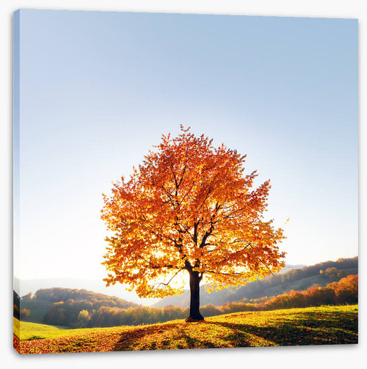 Beauty and the beech