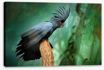 Palm cockatoo
