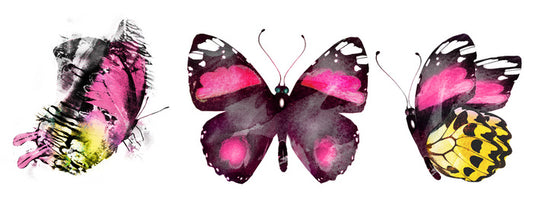 Butterflies