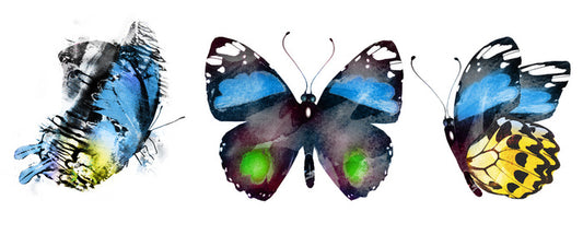 Butterflies