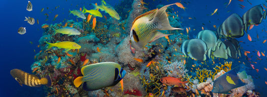 Coral council