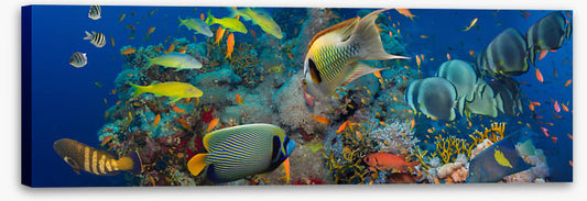 Coral council