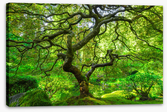 Maple and moss