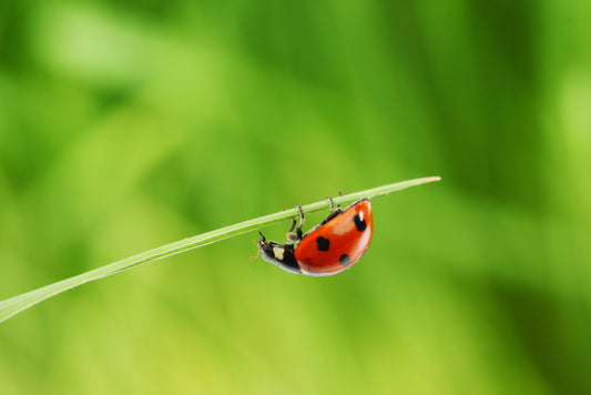Insects