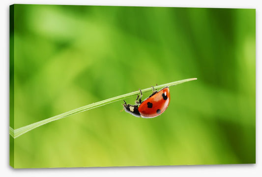 Insects