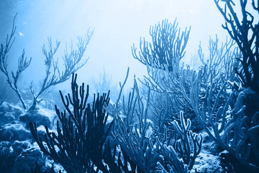 Underwater