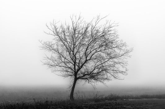 Silhouette of the season