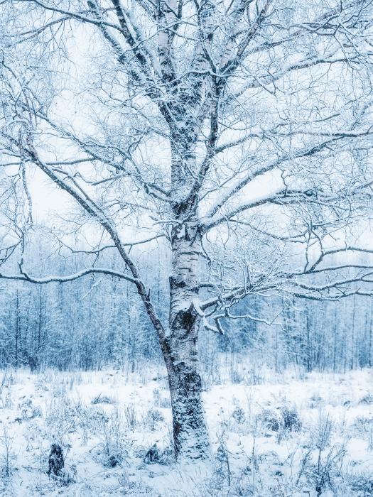 Silver birch snow