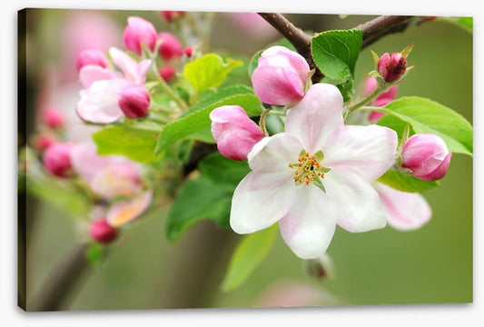 Pink apple blossom