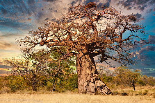 Baobab branches