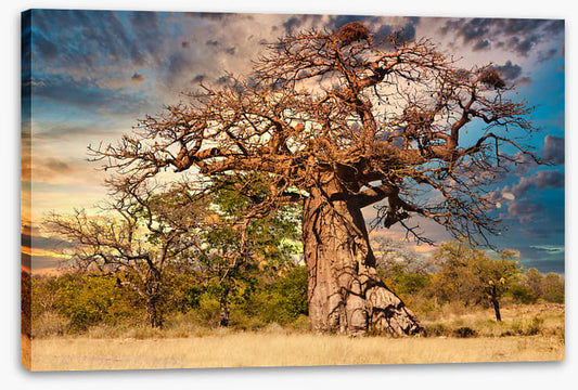 Baobab branches