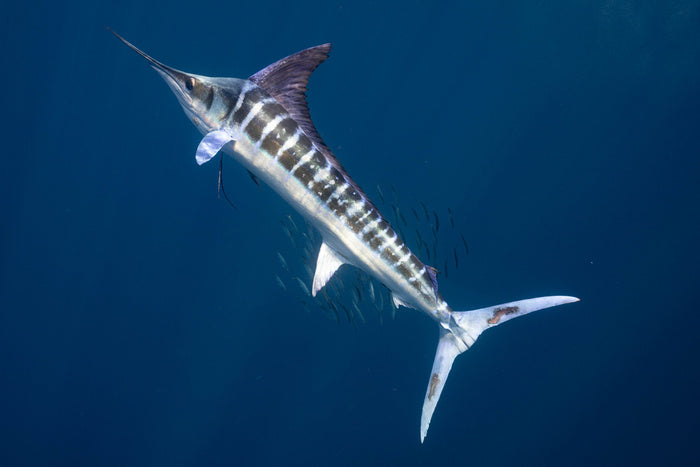 Magnificent marlin