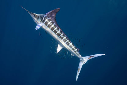 Magnificent marlin