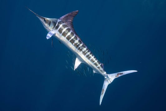 Magnificent marlin