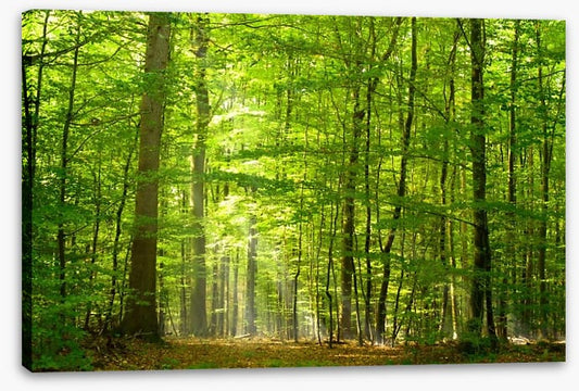 Lush green forest