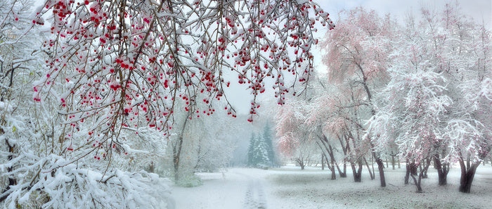 Behind the berries