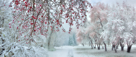 Behind the berries