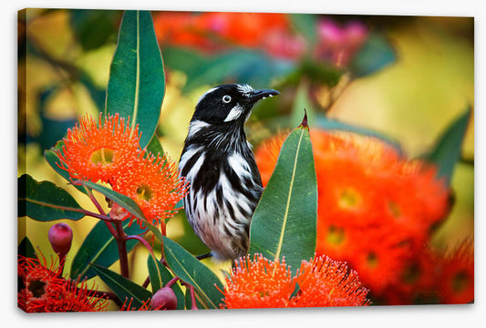 New Holland honeyeater