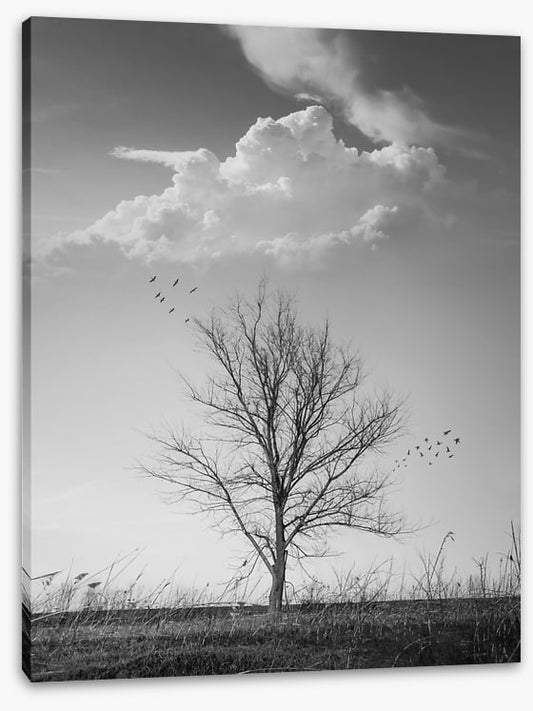 Where birds fly