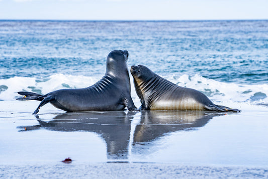 Sea lion love