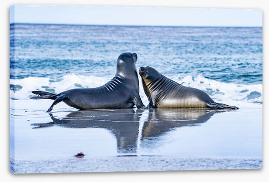 Sea lion love