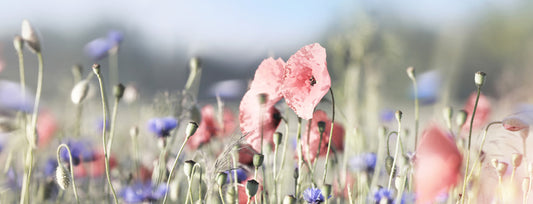 Tall poppy panorama