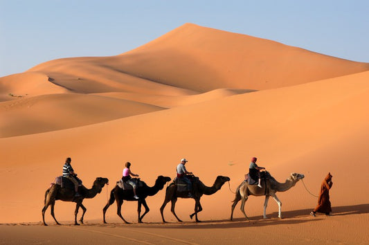 Camel convoy