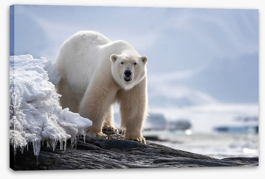 Mammals