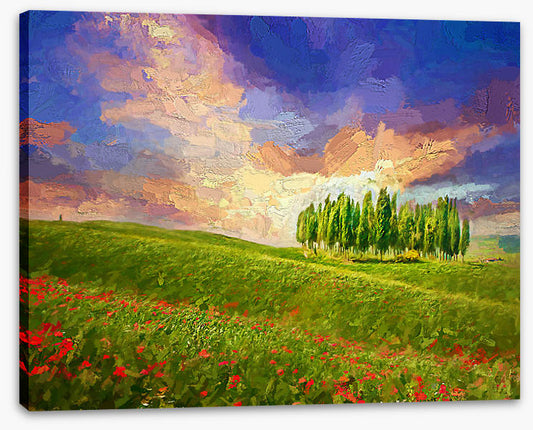 Summertime cypress