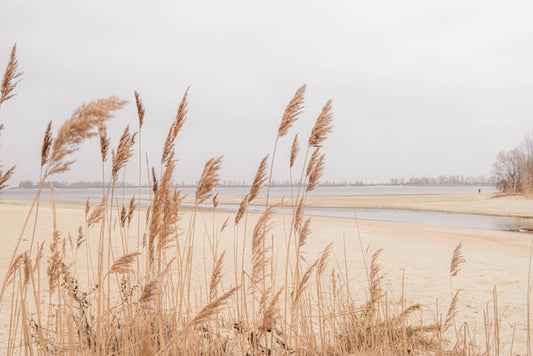 Pampas sands