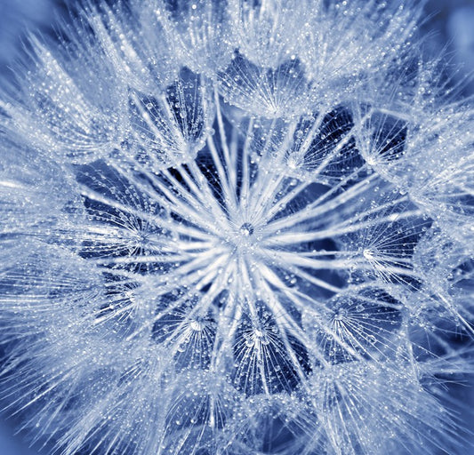 Dewy dandelion