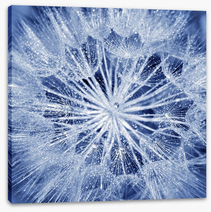 Dewy dandelion