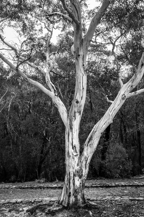 Trees