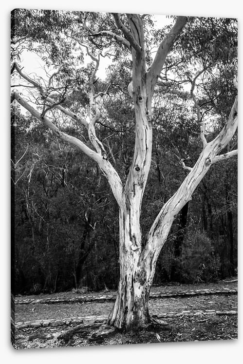 Trees